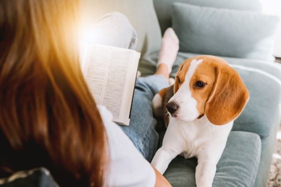 The Pawfect Stay - Shama Tsim Sha Tsui Hong Kong